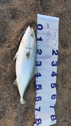ブリの釣果