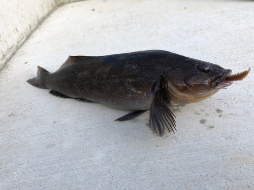 アイナメの釣果