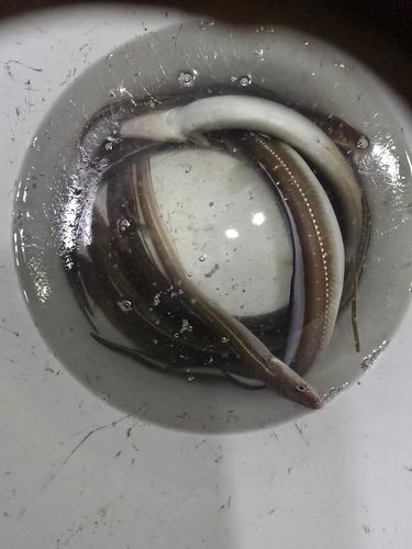 アナゴの釣果