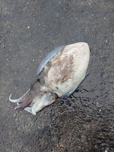 モンゴウイカの釣果