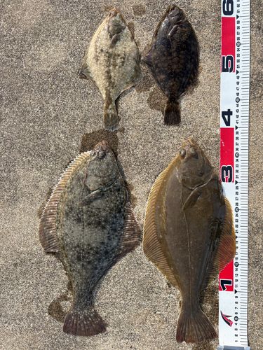 イシガレイの釣果