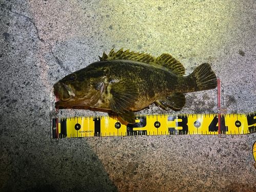 タケノコメバルの釣果