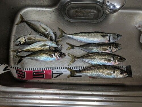 アジの釣果