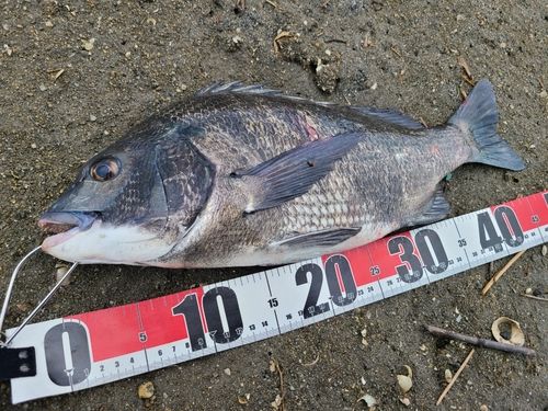 チヌの釣果