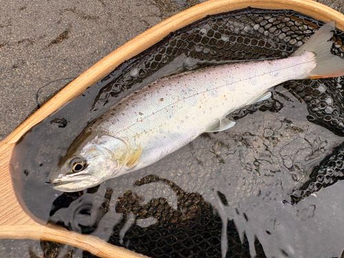 アマゴの釣果