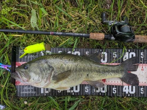 ラージマウスバスの釣果