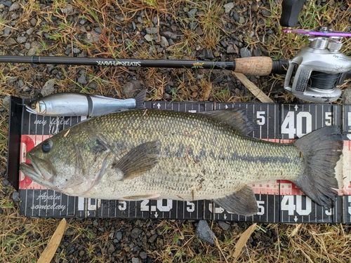 ラージマウスバスの釣果