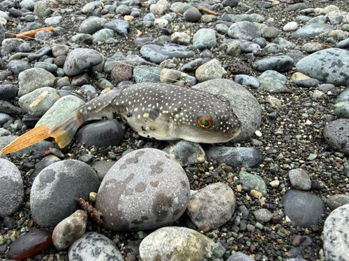釣果