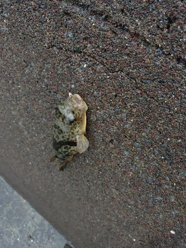 フグの釣果