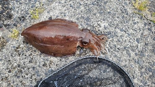 モンゴウイカの釣果