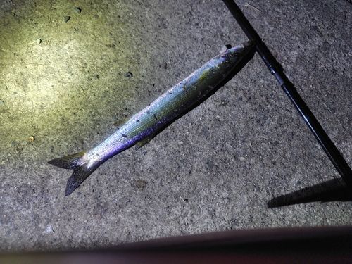 カマスの釣果