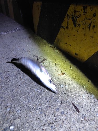 カマスの釣果