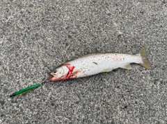 アメマスの釣果