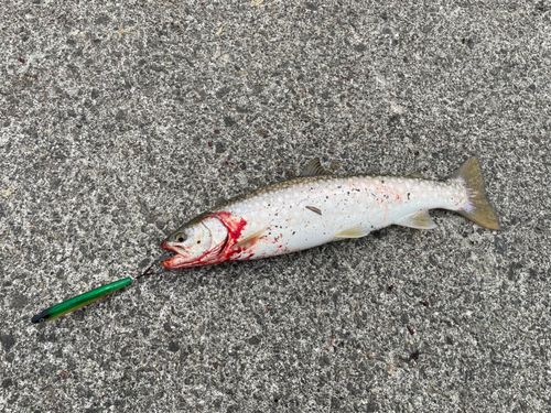 アメマスの釣果