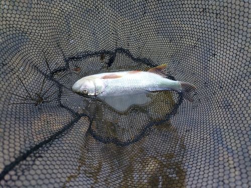 ハスの釣果