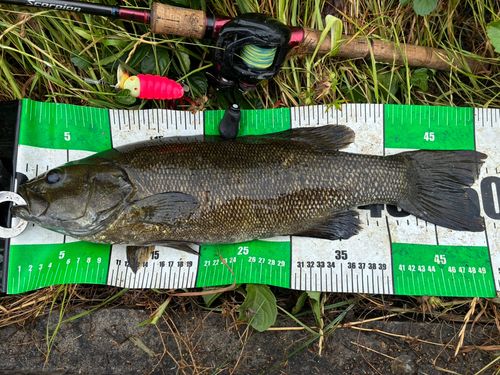 スモールマウスバスの釣果