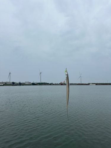 タチウオの釣果