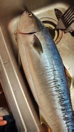 ブリの釣果