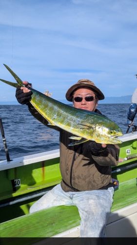 シイラの釣果
