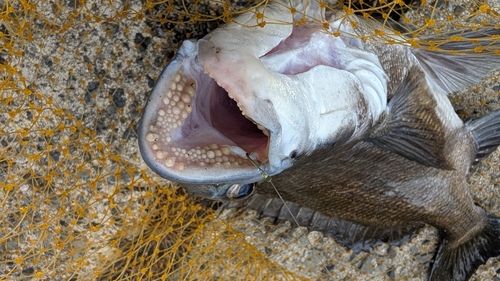 チヌの釣果