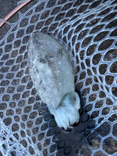 コウイカの釣果