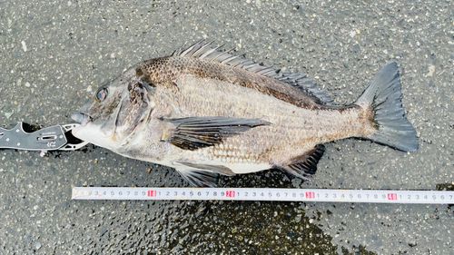 キビレの釣果