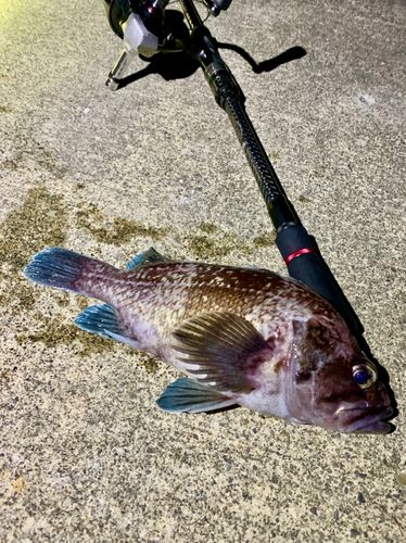 タヌキメバルの釣果