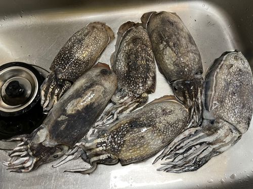 シリヤケイカの釣果