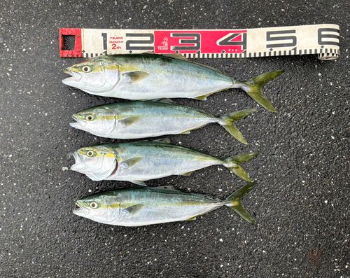 イナダの釣果