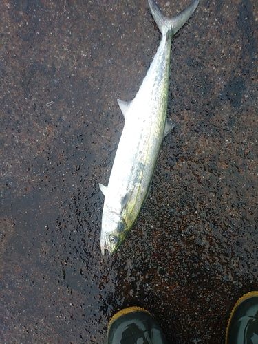 サゴシの釣果