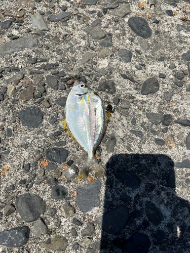 ヒイラギの釣果