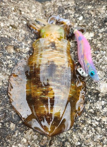 アオリイカの釣果