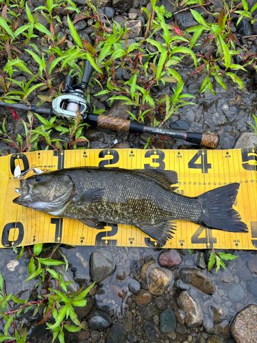 スモールマウスバスの釣果