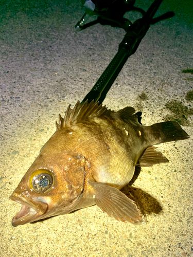 シロメバルの釣果