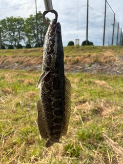 ライギョの釣果