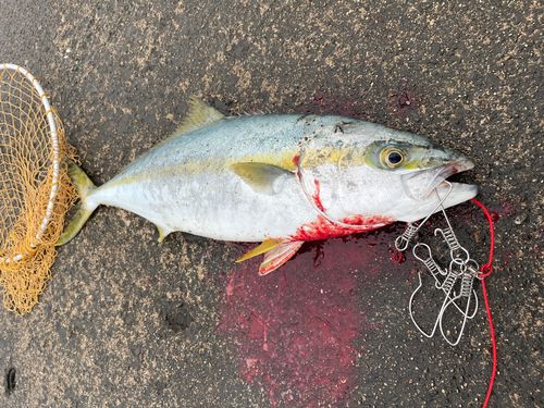 ヒラマサの釣果