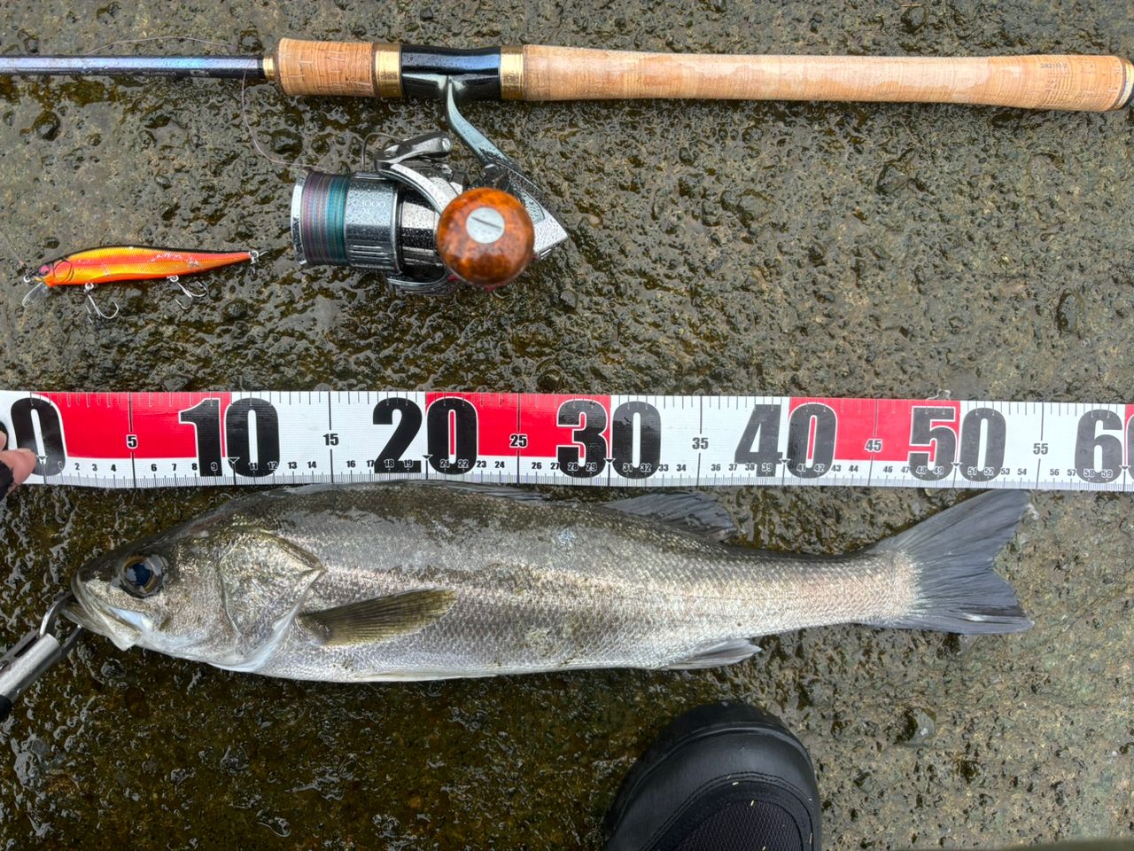 SHIMANO 22ステラ C3000XGの最安値・インプレ・釣果 | 本音の口コミが
