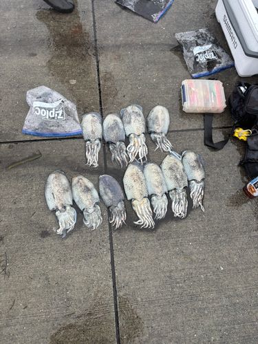 シリヤケイカの釣果