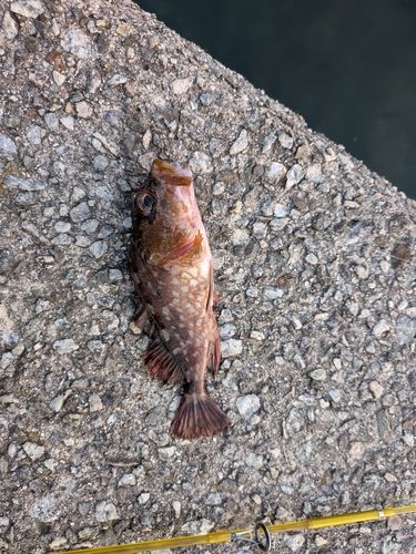 カサゴの釣果