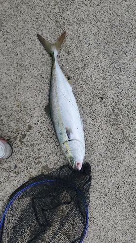メジロの釣果