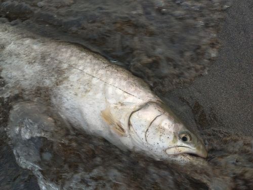 アメマスの釣果
