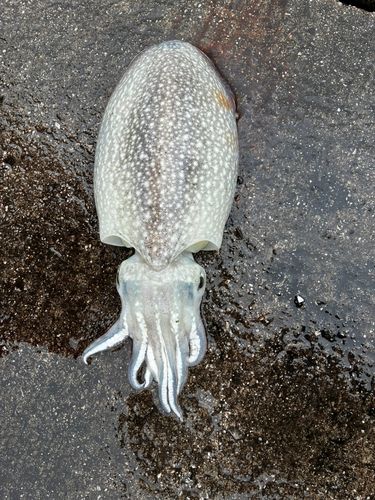 シリヤケイカの釣果
