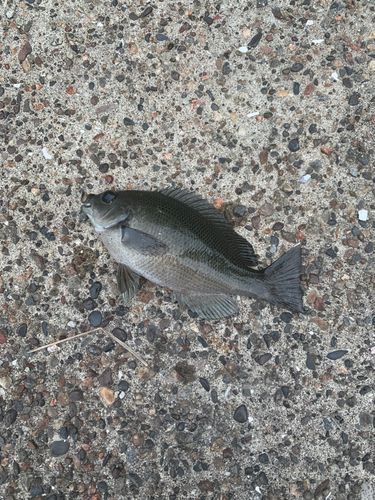 メジナの釣果