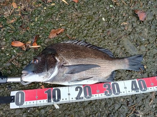 クロダイの釣果