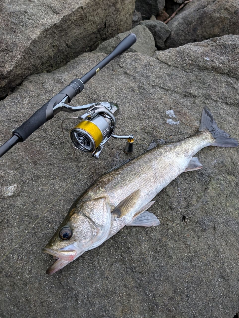 SHIMANO 23ディアルーナ S90MLの最安値・インプレ・釣果 | 本音の