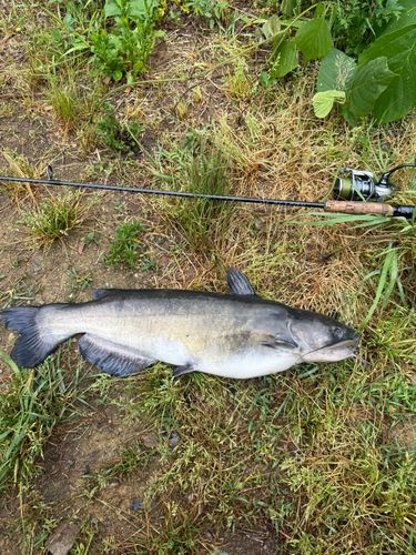 アメリカナマズの釣果