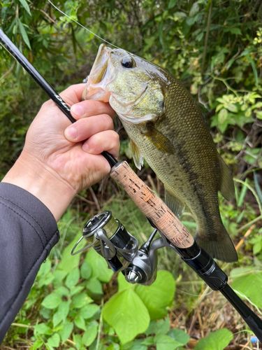 ラージマウスバスの釣果