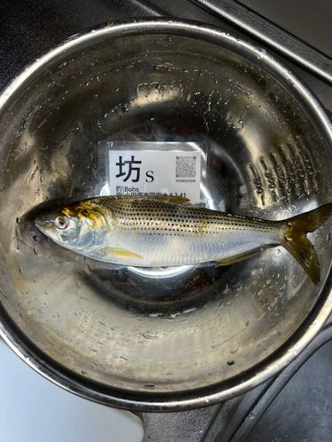 コノシロの釣果
