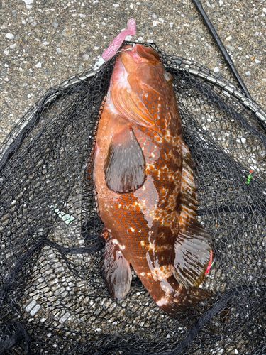 アコウの釣果