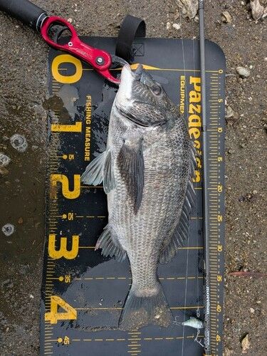 クロダイの釣果